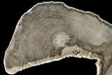 Polished Petrified Wood (Oak) Round - Texas #163661-2